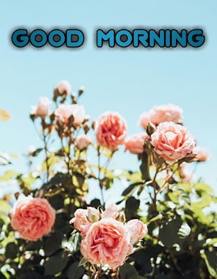good morning flowers rose