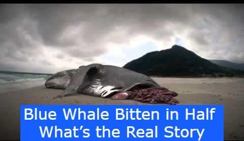 Blue Whale Bitten in half - Faiz World